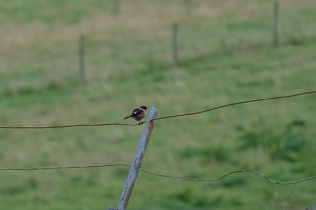 Stonechat