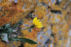 Leontodon taraxacoides, Penedos