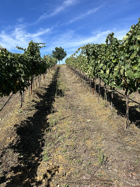 Now the vineyard is resting.