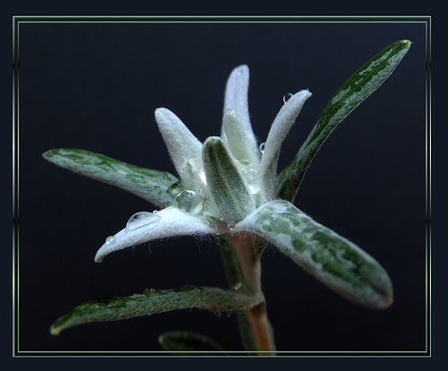 Edelweiss. ©UdoSm