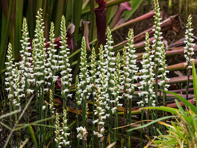 Spiranthes odorata (Fragrant Ladies'-tresses orchids) in front yard bog garden
