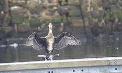 oaw - whn - cormorant 07
