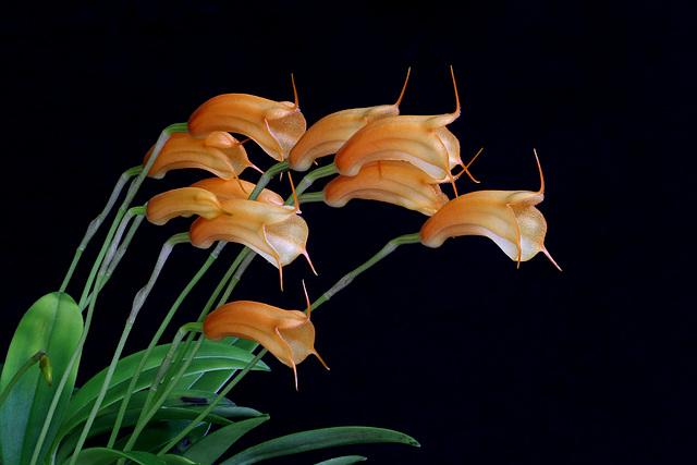 Masdevallia Maui Lollipop