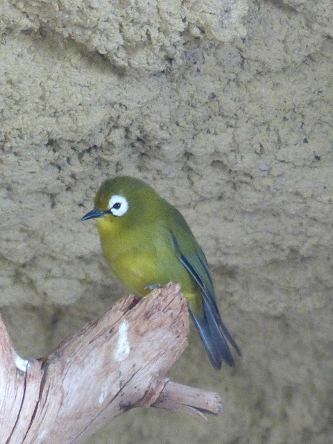 Schönbrunn Zoo (13) - 21 August 2017