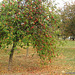 Ornamental Apple Tree