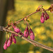 New life "springing up" in Wallsend Cemetery