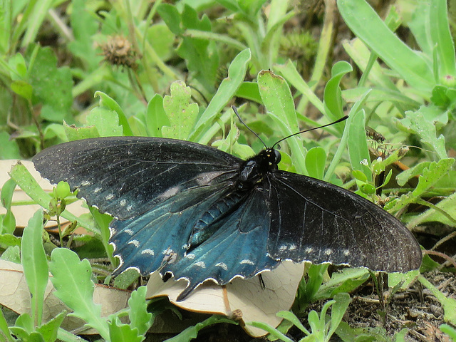 Day 2, Pipevine Swallowtail, Newbury Park Hummingbird Garden