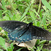 Day 2, Pipevine Swallowtail, Newbury Park Hummingbird Garden