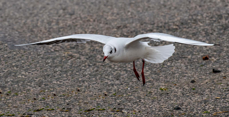 Gull in flight5