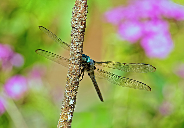 Dragonfly.  8030996.