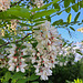 Gewöhnliche Robinie (Robinia pseudoacacia)