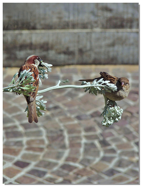 314 Un couple de moineaux gourmands...