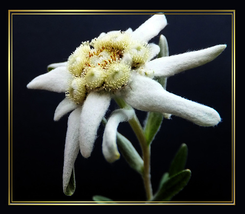 Edelweiss. ©UdoSm