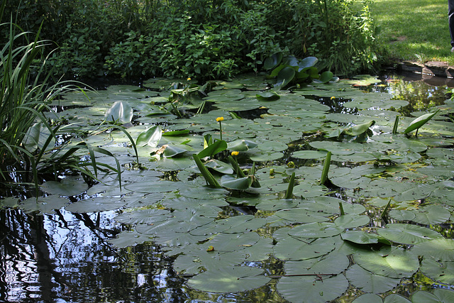 Mare à nénuphar jaune