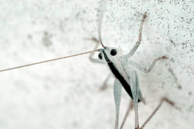 Katydid nymph 3:1 magnification infrared