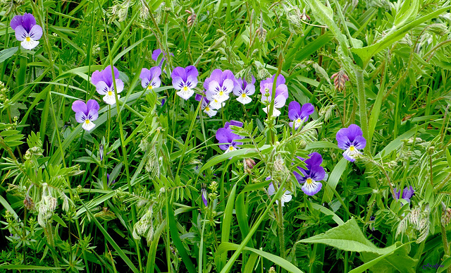 les belles d'Auvergne !