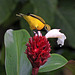 Olive-backed Sunbird