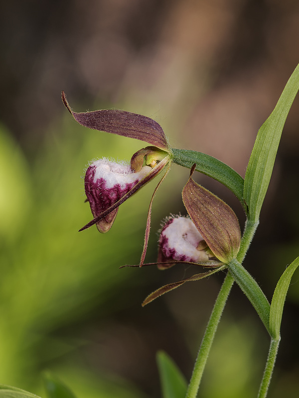 Cypripedium arietinum (Ram's Head orchid)