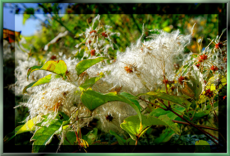 Feines Waldreben-Gespinnst. ©UdoSm