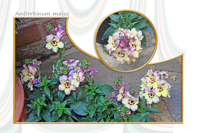 Antirrhinum majus 3 7 2018