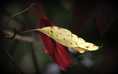 Automne en deux tons