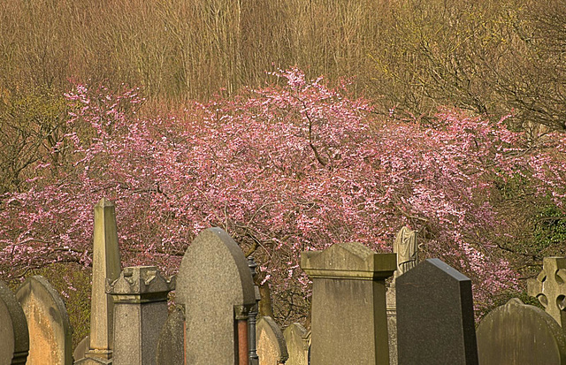 New life "springing up" in Wallsend Cemetery