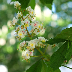 Kastanienblüte