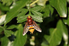 Hornet Hoverfly (Volucella zonaria or V. inanis)