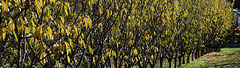 Foliage Colours Banner
