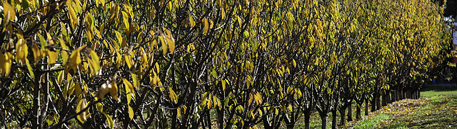 Foliage Colours Banner