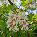 Gewöhnliche Robinie (Robinia pseudoacacia)