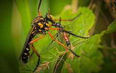 Die Kleine Wolfsfliege (Molobratia teutonus) mit ihrer Beute :)) The small wolf fly (Molobratia teutonus) with its prey :)) La petite mouche-loup (Molobratia teutonus) avec sa proie :))