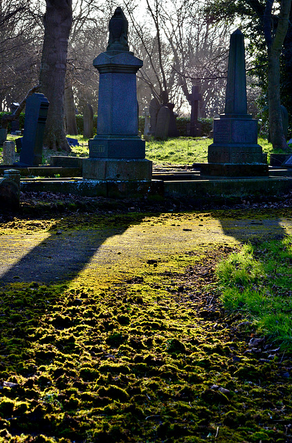 Late light shadows and moss