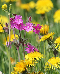 Frühlingsfarben