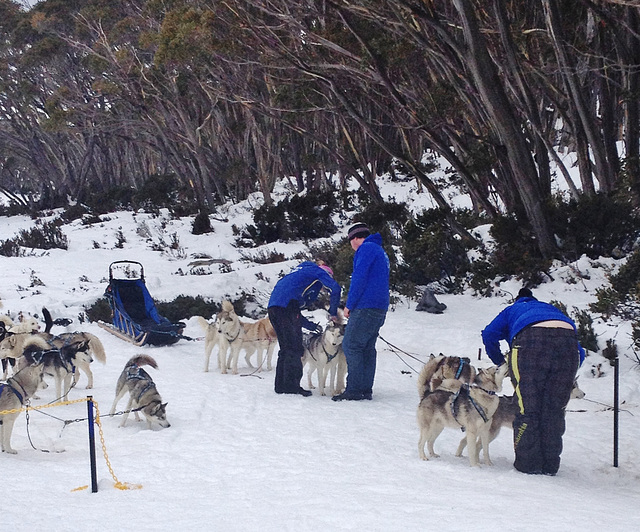 Mt Baw Baw day trip