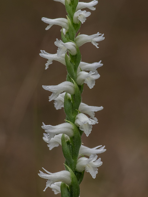 Spiranthes cernua (Nodding Ladies'-tresses orchid)