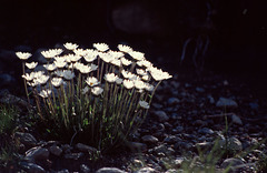 Marguerites des Alpes - Vorarlberg - Autriche