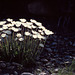 Marguerites des Alpes - Vorarlberg - Autriche