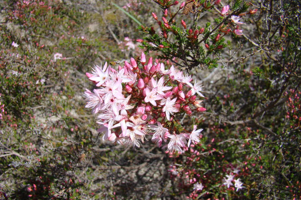 Monarto calytrix