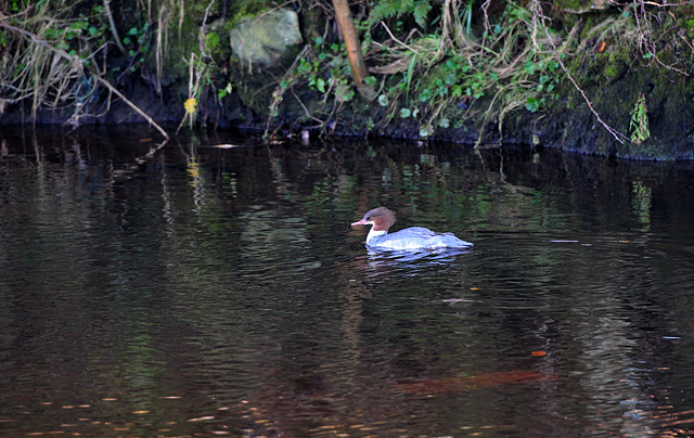 Goosander / Merganser (Mergus merganser).