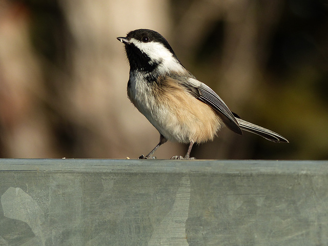 Black-capped Chickadee