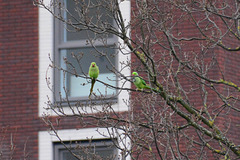 Rose-ringed Parakeets