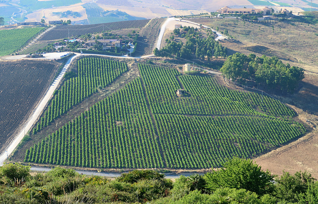 A very orderly vineyard