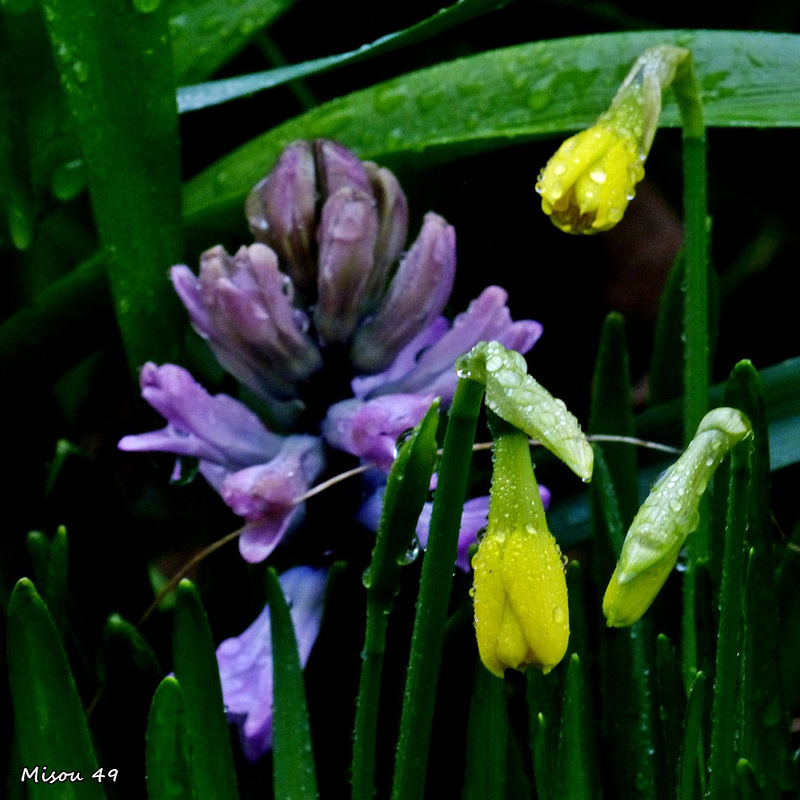 MON JARDIN