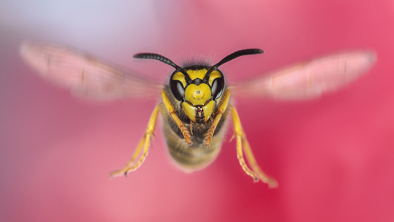 Vespula germanica im Flug