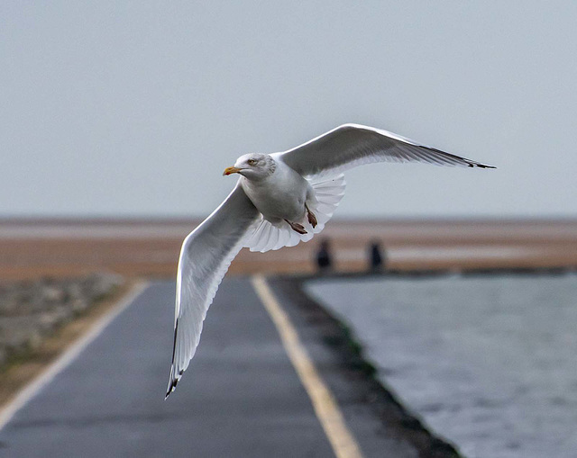 Gull in flight7