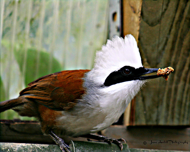 White-crested  Jay Thrush