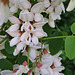 Gewöhnliche Robinie (Robinia pseudoacacia)