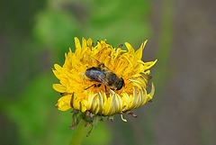 Schwebfliege auf Löwenzahn