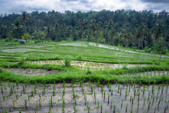 Paddy field at Penebel Tabanan